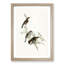 Shining Cuckoos by Elizabeth Gould - Picture Frame Painting Print-55618950-55618953