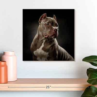 Brampt Bully Pitbull Dog