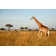 Ebern Designs Giraffe (Kenya) On Canvas by Paulbanton Print | Wayfair