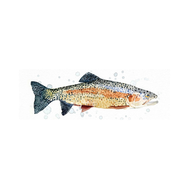 Rainbow Trout I by Emma Caroline - Wrapped Canvas Panoramic Painting, 30.48 cm H x 91.44 cm W