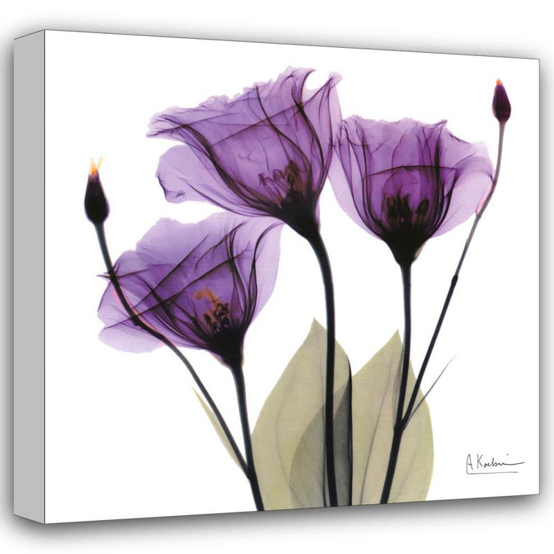 X-ray Royal Purple Gentian