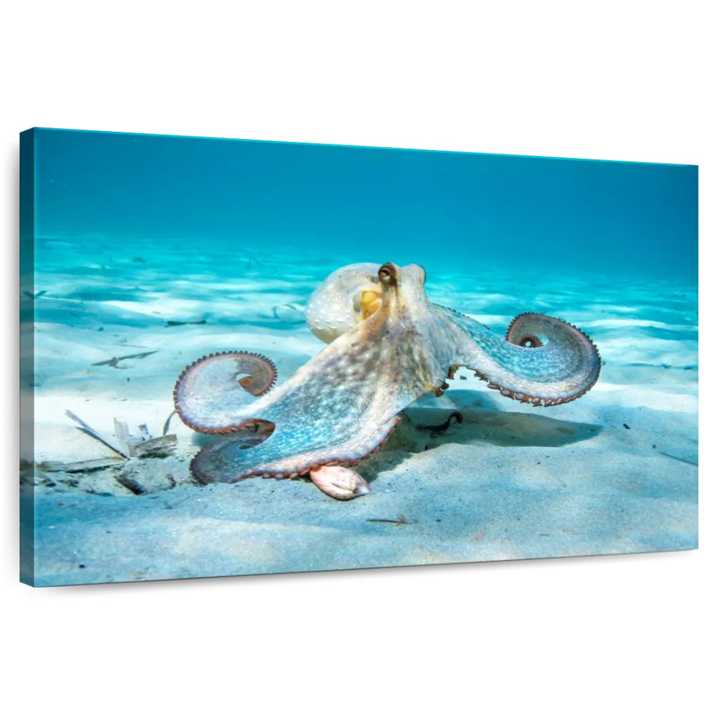 Crowle Roaming Octopus, 20" H x 30" W