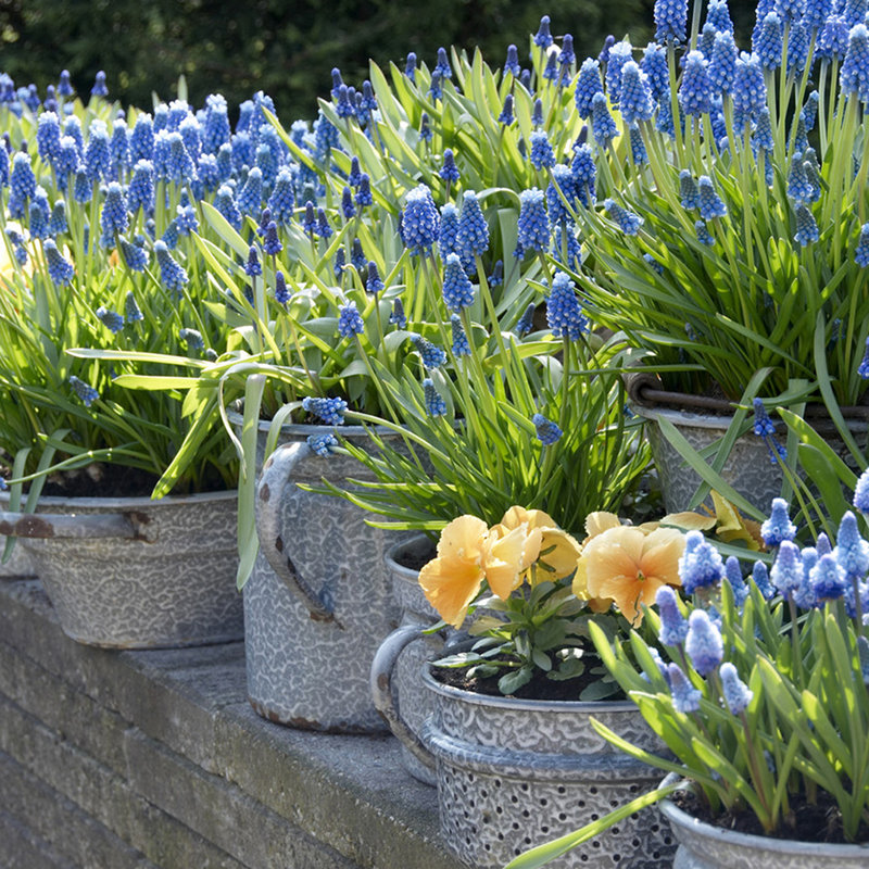 Grape Hyacinths for Containers Bulb