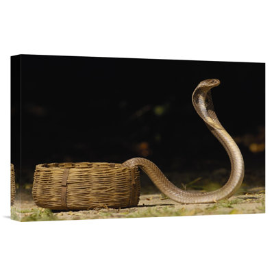 " Spectacled Cobra With Hood Flared "