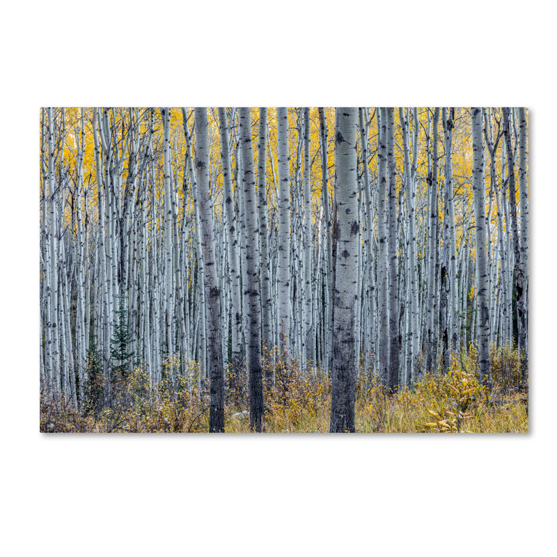 Forest of Aspen Trees Framed Canvas Landscape Print