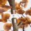 Artificial Autumn Fall Eucalyptus Tree-688034103