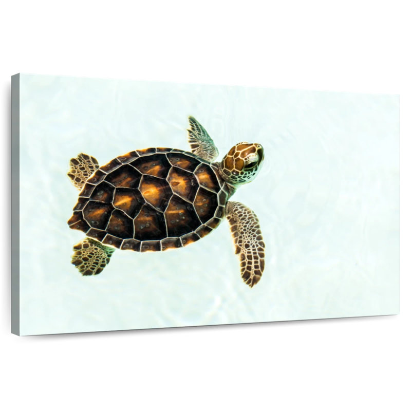 Brampt Baby Turtle