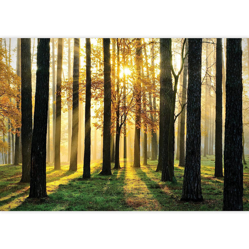 Murale Lever de soleil La forêt du matin, L 66 po x l 96 po