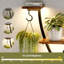 Plant Stand - Set of 5