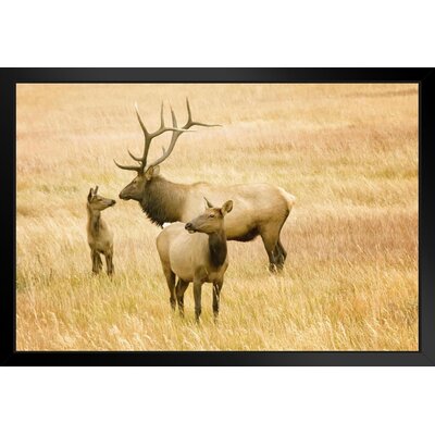Loon Peak® Male Female And Calf Elk Rocky Mountains Deer Poster Deer ...