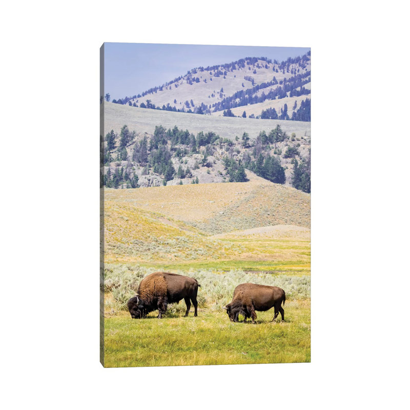 USA, Wyoming, Yellowstone National Park Two Buffalos In Grassy Field by Jaynes Gallery - Wrapped Canvas Painting