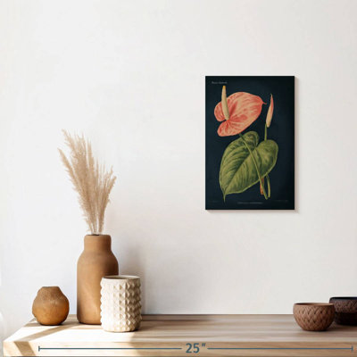 Anthurium Ferrierense 