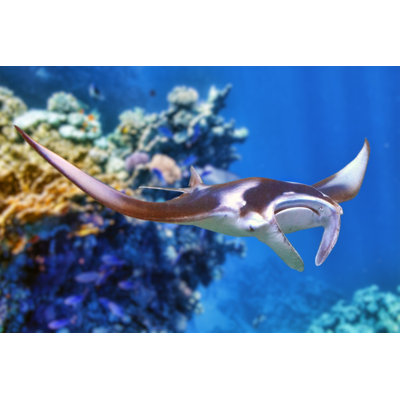 Manta Ray - photographie sur toile tendue
