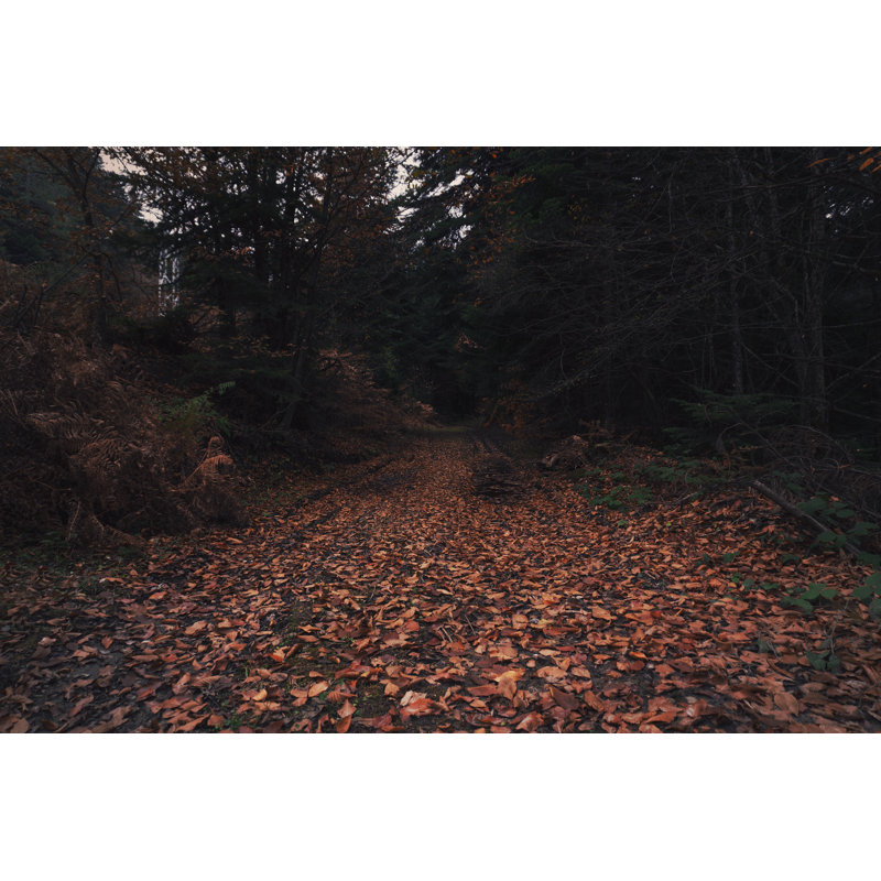 Route forestière en automne par Seyfettinozel, H 20 po x l 30 po
