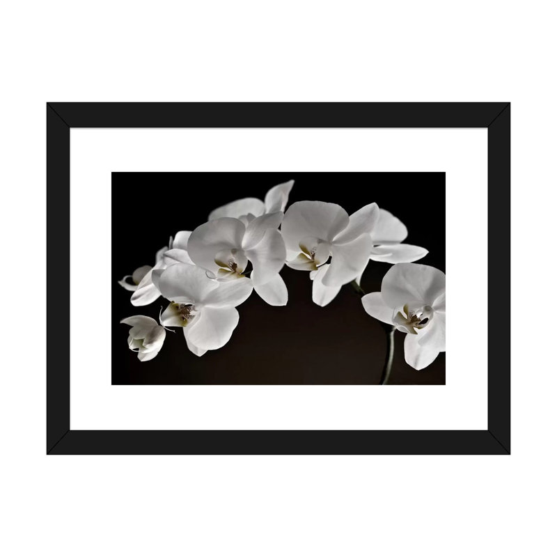 Orchidées - reproduction de photo, H 16 po x l 24 po x P 1 po, Papier encadré noir