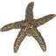 Starfish 2" Length Novelty Knob-387929520