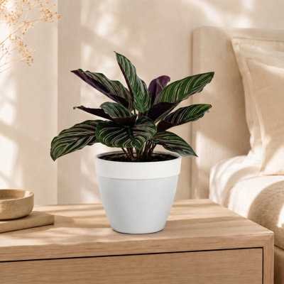 Live Pinstripe Calathea in Decorative Planter