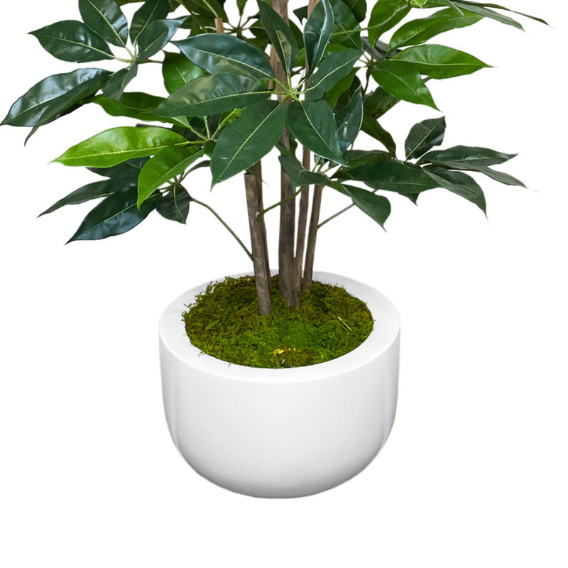Organic Modern 5' Schefflera In Fiberstone Planter