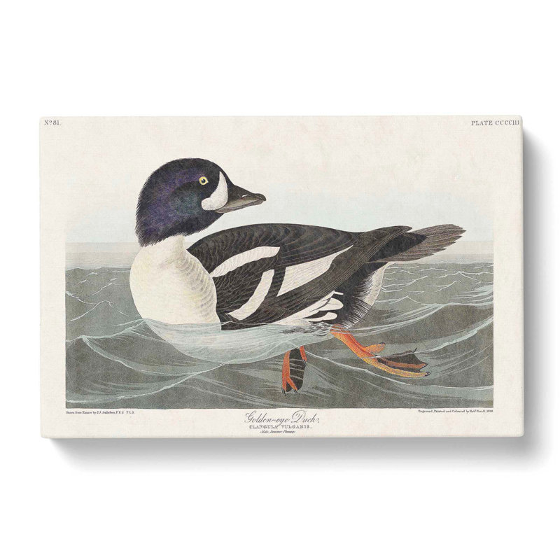 Golden-Eye Duck - Wrapped Canvas Painting, 35cm H x 50cm W x 3cm D