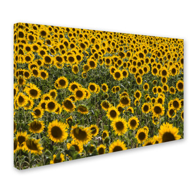 Ann «Sunflower Scene», reproduction de photo sur toile tendue Ann