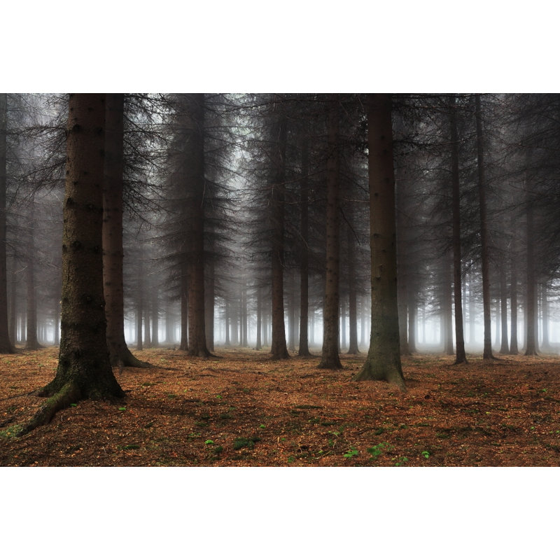 Wrapped Canvas Print, 76.2 cm H x 50.8 cm W