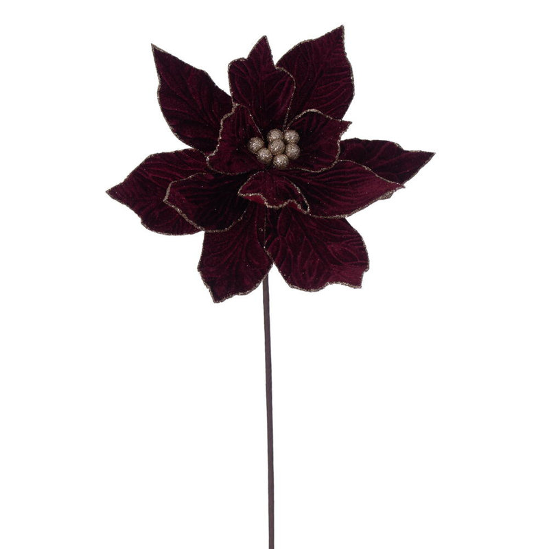 Tiges de poinsettias de Cleorand, Bourgogne