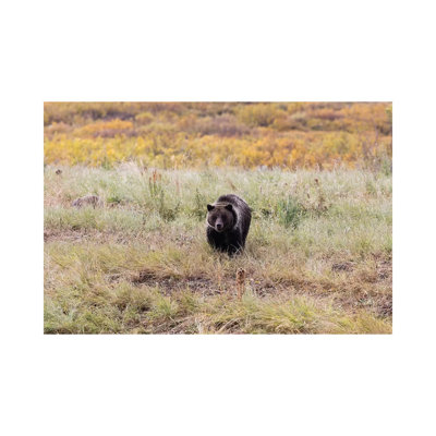 Grizzly Bear In A Forest, Grand Teton National Park, Wyoming, USA II by Panoramic Images - Wrapped Canvas Gallery-Wrapped Canvas Giclée