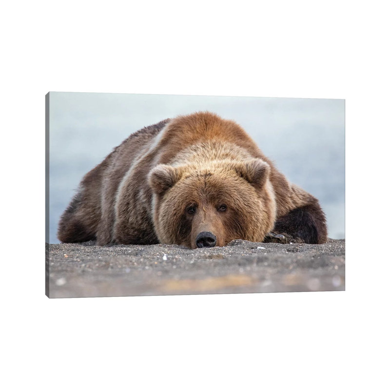 Grizzly Bear In Alaska by Eric Fisher - Wrapped Canvas Print, 20.32 cm H x 30.48 cm W
