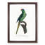 Red-Crowned Parakeet by F. Levaillant - Picture Frame Painting Print-55598164-55598165