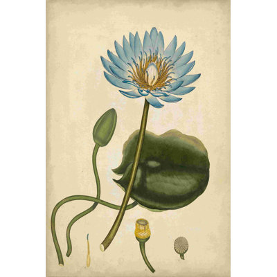 Nénuphar bleu