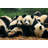Group Of Panda - Wrapped Canvas Print-1298458963