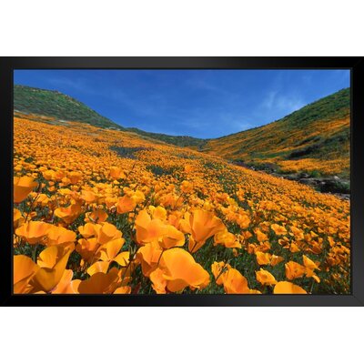 Golden Poppy Blooming Walker Canyon Lake Elsinore Photo Art Print Black Wood Framed Poster 20X14 -  Ebern Designs, 0EB2A8F61BB9451D8B9498A3C7274828