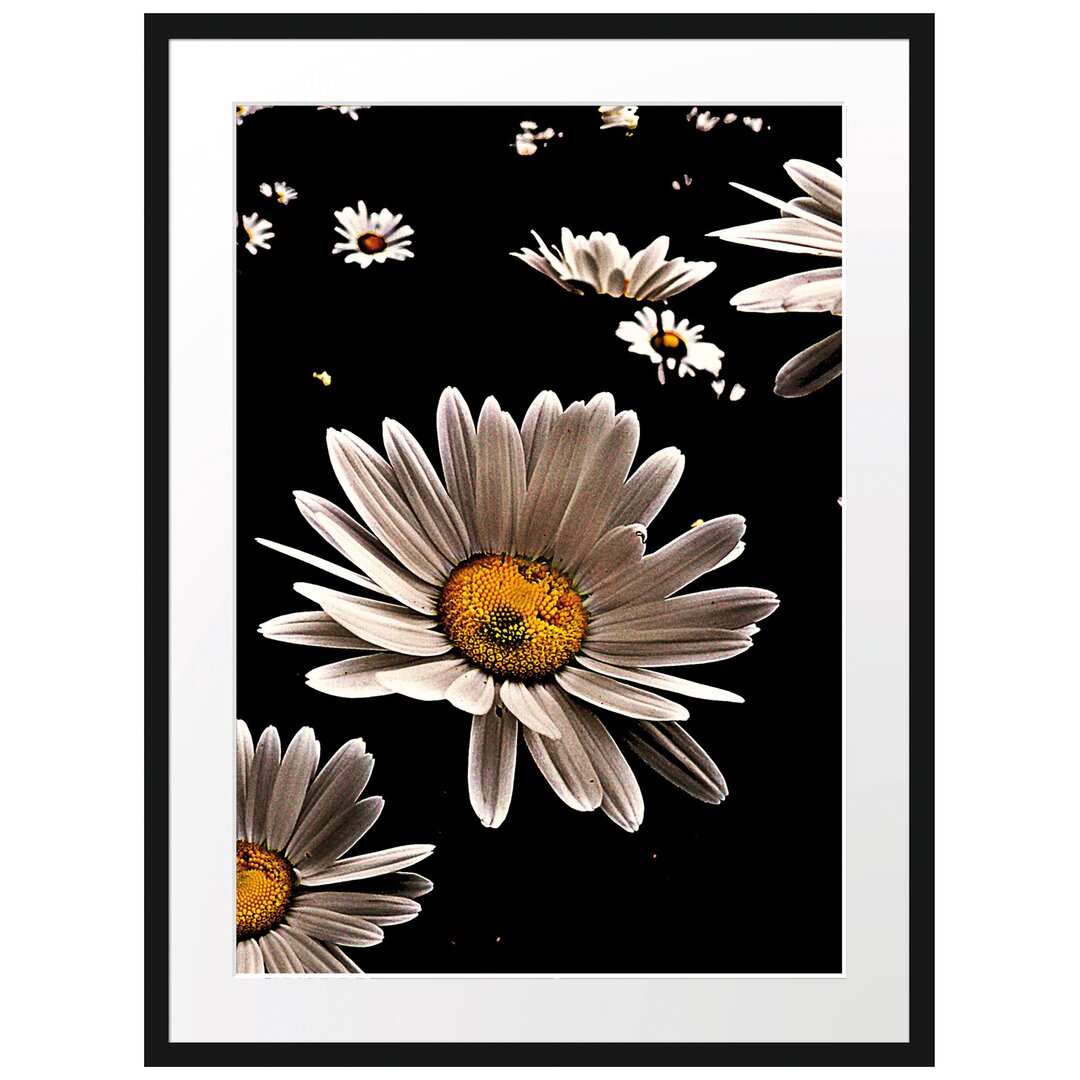 Gerahmtes Poster Dark Margeriten Blüten