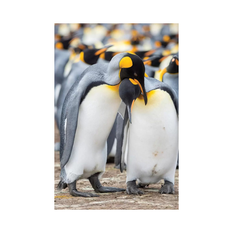 Courtship Display. King Penguin On Falkland Islands. by Martin Zwick - Wrapped Canvas Print