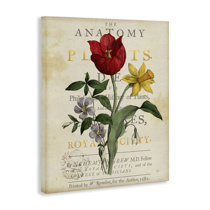 Art mural sur toile Antique Anatomy of Plants, design par Susan Arnot, 20" H x 16" W