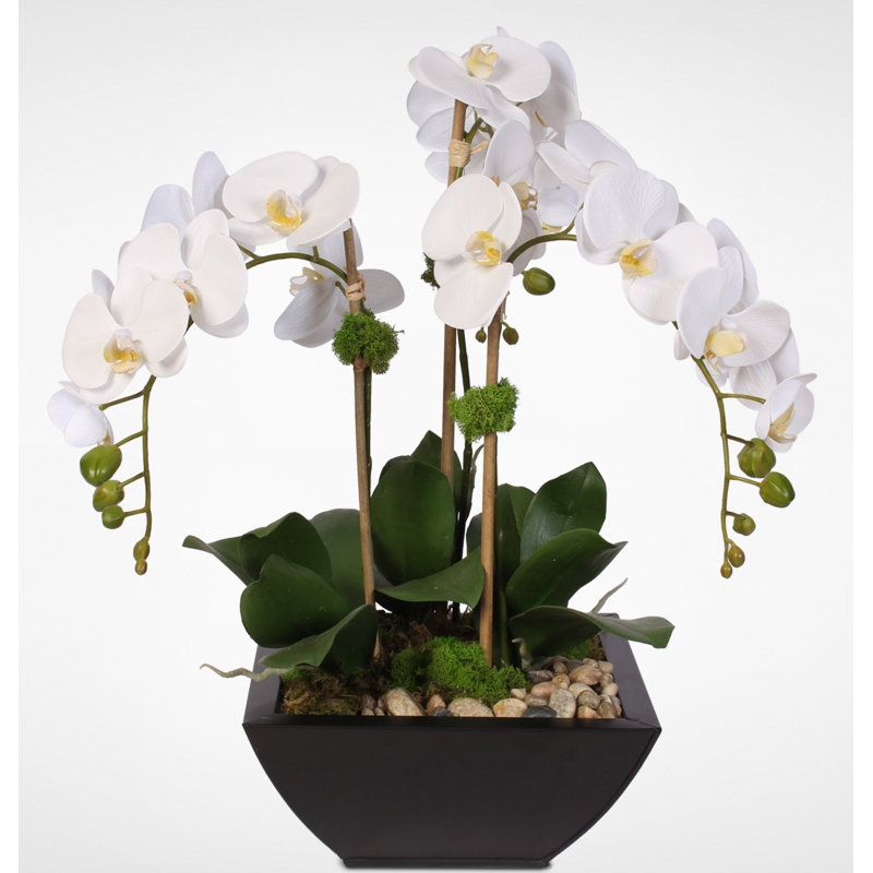 Orchid Arrangement in Pot