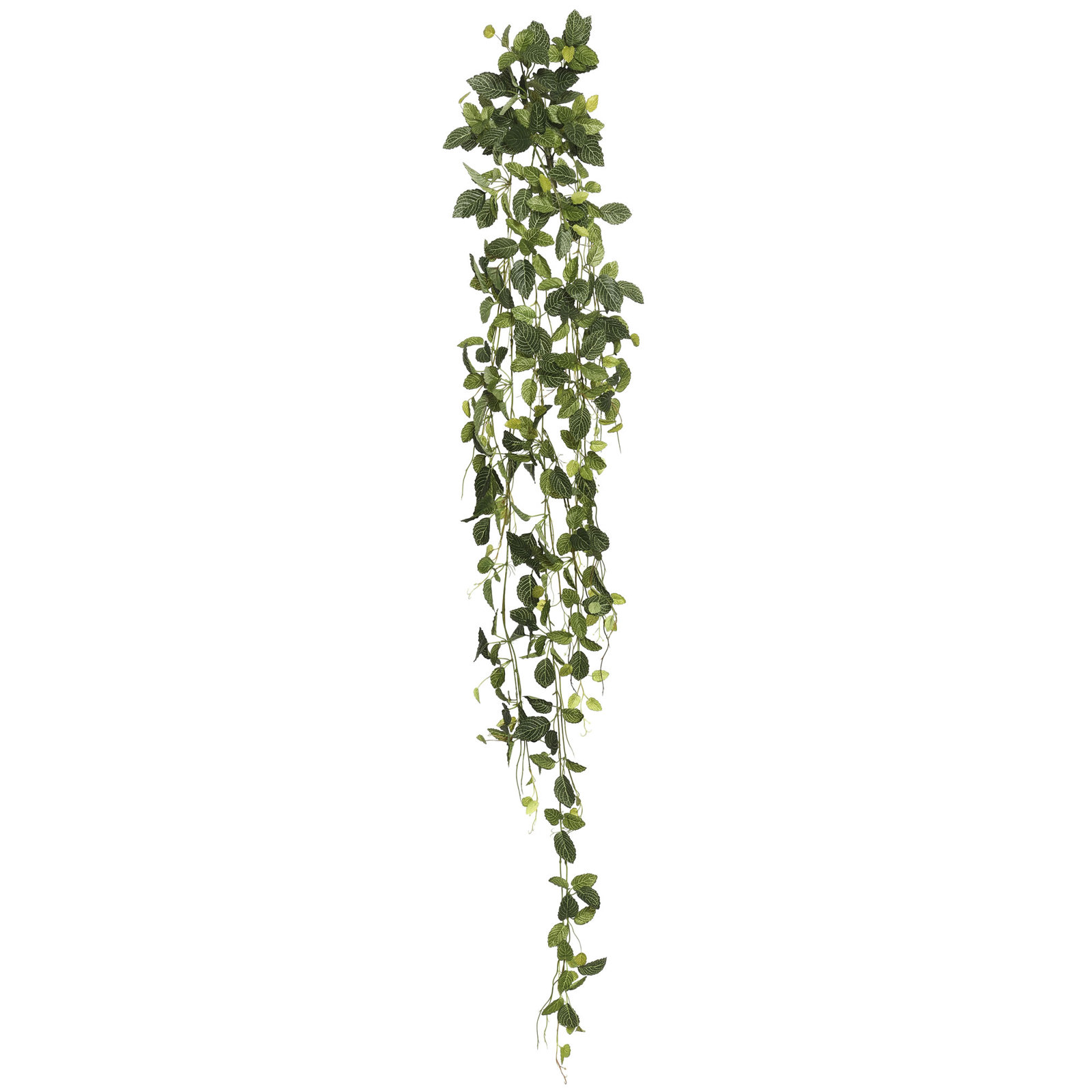 65'' Plant