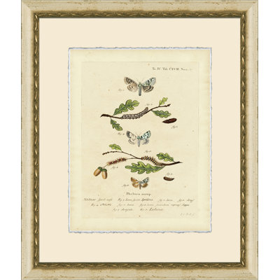 Small Moth Study VIII Print