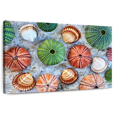 Colorful Seashells