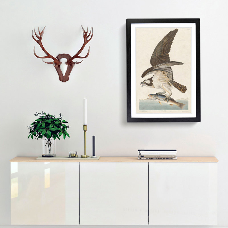 Osprey by John Audubon - Framed Print, 65cm H x 48cm W x 2cm D, Black Framed