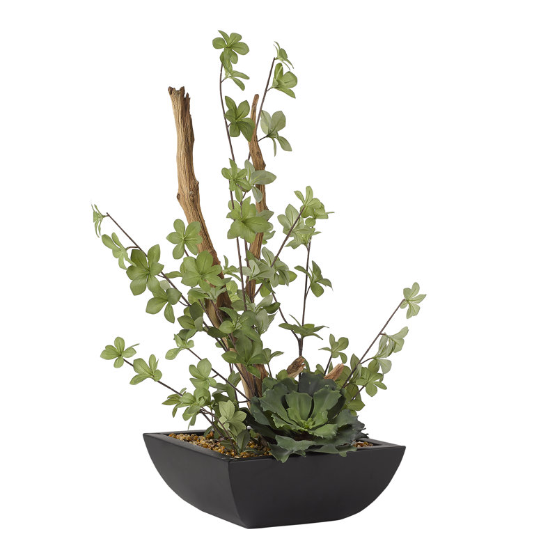 Ghostwood et Echeveria à double volants dans un pot de fleurs carré en métal