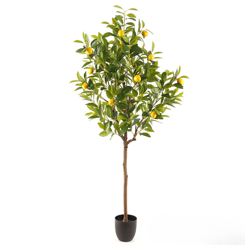 Potted Meyer Lemon Tree 59in.