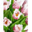 Artful Interiors Realtouch Arrangement de tulipes-1073768859