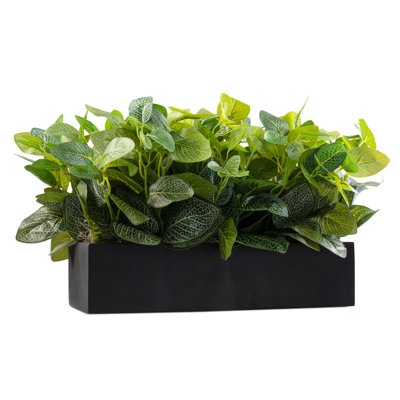 Outdoor Fittonia Rectangle Black Pot