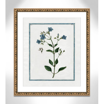 Shabby Elegance Botanical II - Framed Art