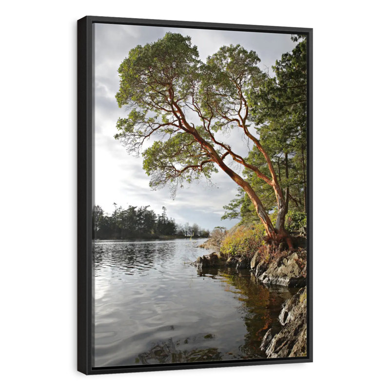 Arbousier au bord de l'eau, Cadre flottant noir, 17 po x 25 po