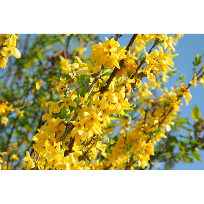Forsythia jaune en fleurs de Schmitzolaf