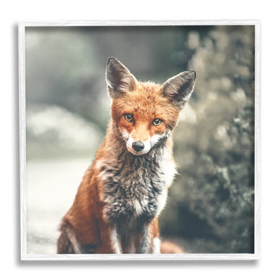 «48_Adorable Woodland Fox»