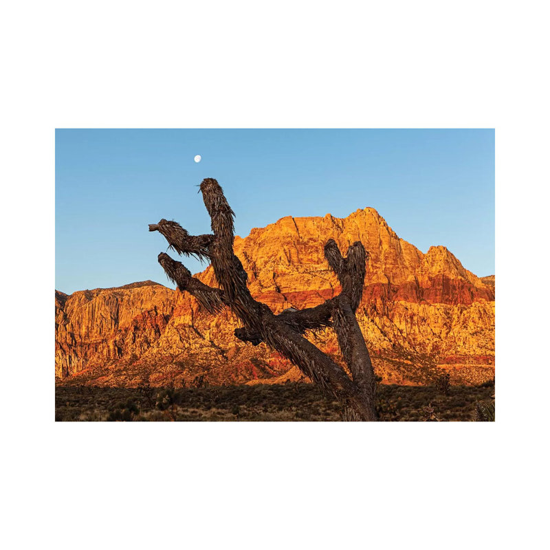 Old Joshua Tree In Red Rock Canyon by Susan Schmitz - Print on Canvas, Wrapped Canvas, 66.04cm H x 101.6cm W x 3.81cm D