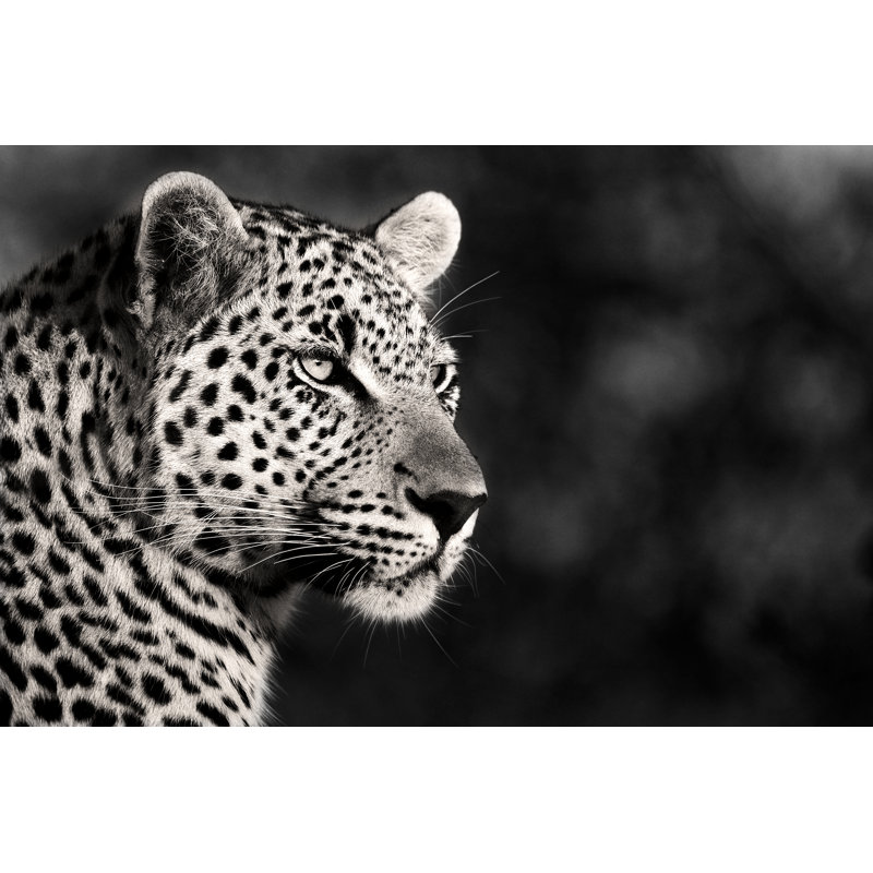 Male Leopard In Monochrome by RudiHulshof - Wrapped Canvas Print, 20.32cm x 30.48cm